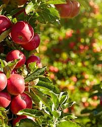 Epingle Sur Arbre Fruitier
