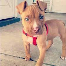 Pitbull With Blue Eyes Cute Niedliche Tierbabys Susse Tiere Hundebabys