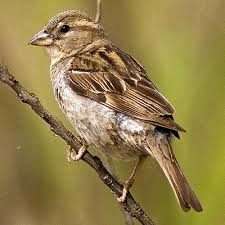 Identify North American Sparrows With This Photo Gallery Sparrow Pictures House Sparrow Female House Sparrow