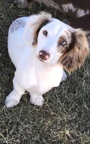 Chocolate And Tan Piebald Dapple Dachshund Puppies At Muddy River Dachshuns Dachshund Puppies Dapple Dachshund Dachshund Puppy Miniature