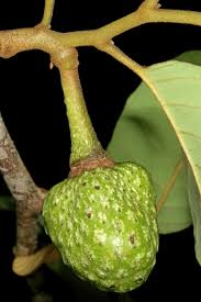 Image result for Annona senegalensis