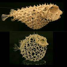 The most common puffer fish skeleton material is metal. Puffer Fish Skeleton Interestingasfuck