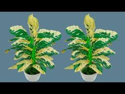 Tanaman Hias Monstera Variegata Janda Bolong Dari Plastik Kresek Youtube Di 2020 Tanaman