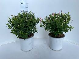 Image result for Jasminum multipartitum