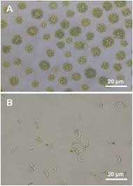 Bhd., a private limited company base in kota kinabalu sabah, malaysia. Enhancement Of Astaxanthin Accumulation Using Black Light In Coelastrum And Monoraphidium Isolated From Malaysia Scientific Reports