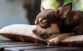 Check spelling or type a new query. Deer Head Chihuahua The Complete Breed And Owner S Guide All Things Dogs All Things Dogs