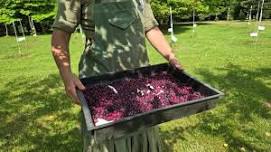 17th Annual Serviceberry Festival