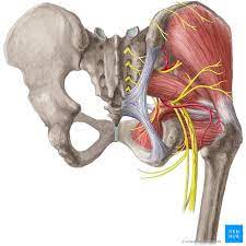 Muscles of the hip joint are those muscles that cause flexion , extension, adduction abduction and rotatory movements of the hip. Hip And Thigh Bones Joints Muscles Kenhub