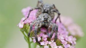 Strong, fast and aggressive and they hunt them. The Wolf Spider How Dangerous Is Its Bite