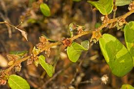 Image result for Bridelia ripicola