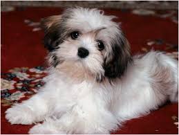 They adore spending time with people and are as cheerful and content as can be when by your side. Havanese Dog Puppies Breed Facts Pictures Price Temperament Animals Adda