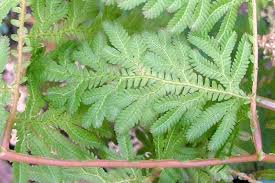 Image result for Selaginella vogelii