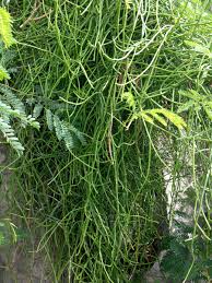 Image result for Cynanchum viminale