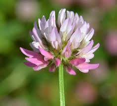 Image result for Trifolium isthmocarpum