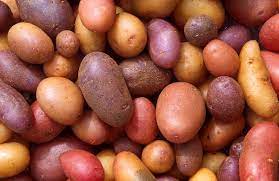 Check spelling or type a new query. Potato Wikipedia