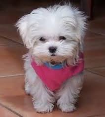 Like A Mini Thumper With Straight Hair Teacup Maltese Puppies Full Grown Images Pictures Becuo Maltese Teacup Puppies Maltese Maltese Puppy Cute Animals