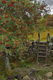 Stile Near Rowan Tree Crafnant Snowdonia Rowan Tree Autumn Garden Countryside