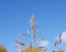 Image of Johnson Grass