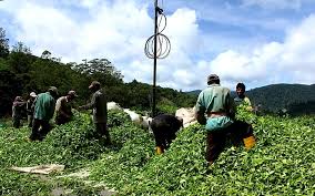 Boh tea grower cameron highlands malaysia. Sungai Palas Tea Boh Garden Cameron Highland Part Of Me