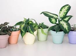 In this tutorial for how to paint terracotta pots you'll also learn: Painted Flower Pots You Can Create For Your Garden