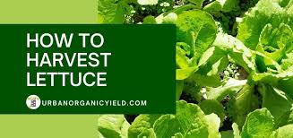How do you pick lettuce from the garden. How To Harvest Lettuce Urbanorganicyield Com