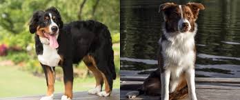 Though dna testing has become more readily available, it is still met with much skepticism on its accuracy. The Bernese Mountain Dog Border Collie Mix The Beautiful Bordernese