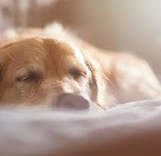 Can Senior Dogs Sleep Too Much How Much Should Older Dogs Sleep