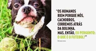 Resultado de imagem para imagens engraçadas de animais