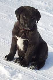 White lab puppies, english labradors, white labrador puppy for sale, white labs, white lab stud dog, pictures of white labradors, champion sired english akc white lab puppy, yellow lab puppy. Black And White Labrador Puppy Free Photo On Pixabay