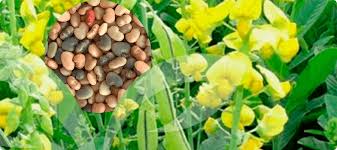 Image result for Crotalaria ochroleuca