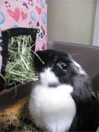 Diy hay racks if none of the other options are suitable, why not make your own? Diy Hay Bag For Rabbit Hay Bag Pet Bunny Pet Rabbit