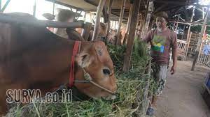 Kandang gupon, kandang macan, kandang dongdang, kandang wartel di video kali ini saya lagi buat kandang merpati sederhana bersama temen saya jadi ikuti video ini sampe selesai ya jangan di. Wisata Ternak Kandang Macan Mungkinkah Macan Yang Serang Ternak Di Lereng Lawu Jamus Blok Kiman 2 No 4 Cipadu Larangan Kota Tangerang Banten 15154 Indonesia Cp Forevermeans Nothing