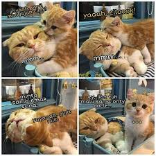 Aku nyelametin kucing ini dari jalanan. 56 Ide Empus Di 2021 Kucing Kucing Lucu Anak Kucing