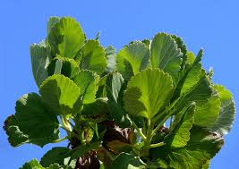 Image result for Greyia