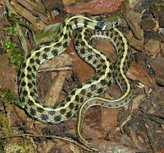 Checkered Garter Snake Thamnophis Marcianus Amphibians Snake Reptiles And Amphibians