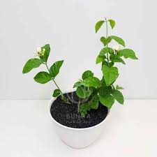 Check spelling or type a new query. Tanaman Hias Indoor Wangi Like And Share