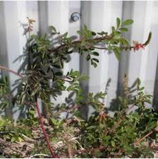 Image result for Indigofera hirsuta