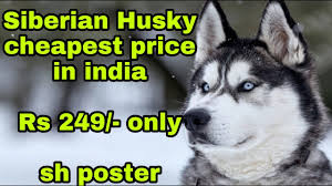 Our post, the husky price in india, has all the answers to your questions about siberian huskies in india. Siberian Husky Cheapest Price In India Rs 249 Only For Sh Poster Youtube