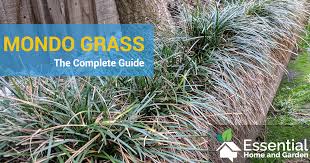 Also know, why does black mondo grass turn green? G0u9tj8e Bzagm