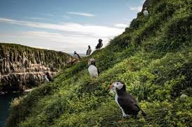 Image result for Cliff Green 1980 Hyundai