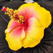We did not find results for: Flowers Artificial Hibiscus Yellow Buy Cheap And Easy