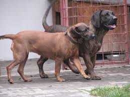 Image result for hannoverský barvář