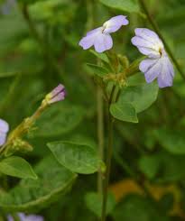 Image result for Browallia americana