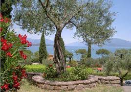 Informationen rund um den gardasee. Hundestrand Gardasee Diese Badestellen Sind Hundefreundlich Atraveo Reiseideen