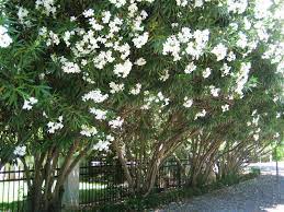 Use The Oleander So Our Neighbors Can T See Over The Fence Description From Pinterest Com I Sear Oleander Plants Drought Tolerant Landscape Landscaping Trees