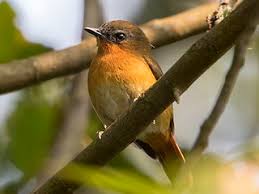 Image result for Mimulopsis arborescens