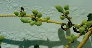 Image result for Trianthema salsoloides