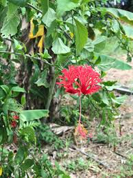 Unlike the rest of physalis that is native to the americas, this species is native to the regions covering southern europe to south asi. Hibiscus Schizopetalus Or Fringed Rosemallow Or Japanese Lantern Stock Photo Picture And Royalty Free Image Image 146475643