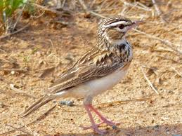 Garden Birds Of South Africa Sabota Lark Calendulauda Sabota By Bernard Dupont Bird Garden Birds Types Of Animals