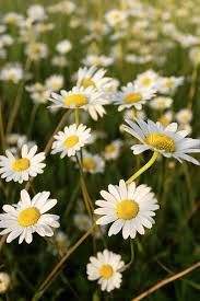 Check spelling or type a new query. 50 Flowers With Surprising Meanings Meanings Of Flowers